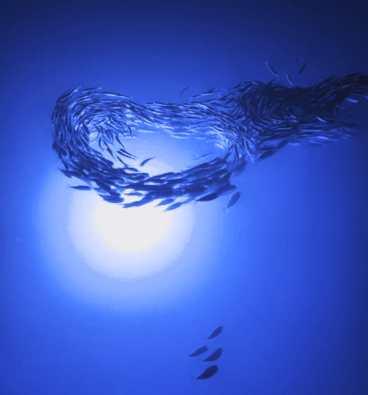 Manta Max Underwater LED Light – Dockside Marine Products